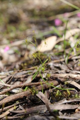 Drosera modesta 