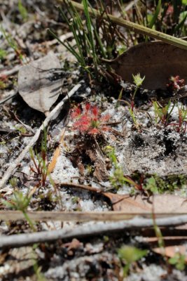 Drosera roseana