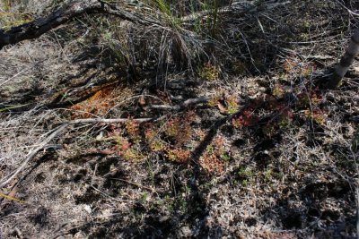 Drosera purpurascens