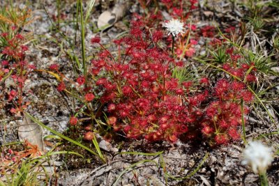 Drosera purpurascens