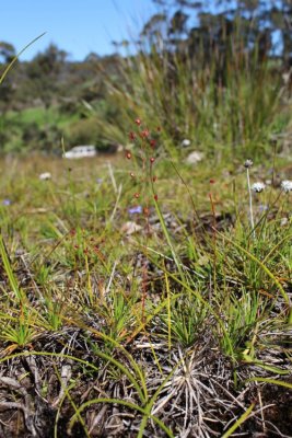 Drosera microphylla