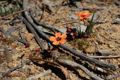 Drosera platystigma