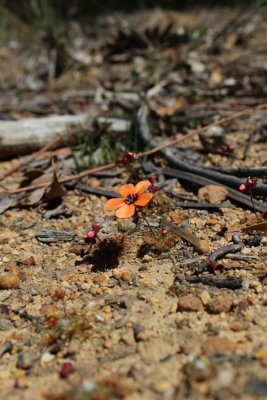 Drosera platystigma