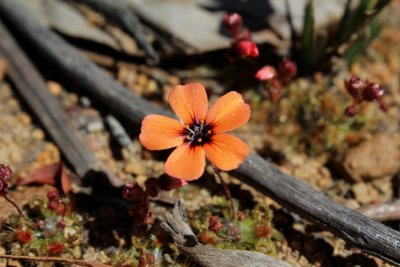 Drosera platystigma