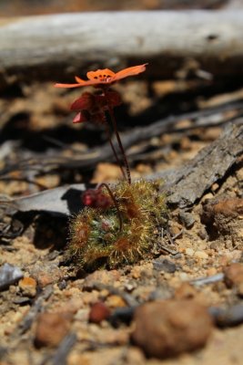 Drosera platystigma