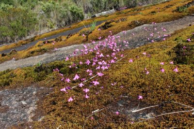 Utricularia multifida