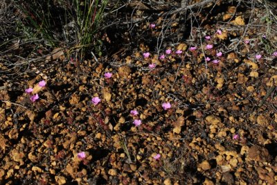 Drosera gibsonii