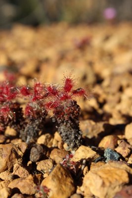 Drosera gibsonii