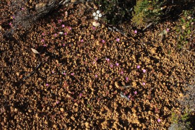 Drosera gibsonii