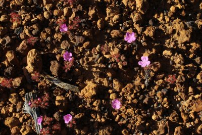 Drosera gibsonii