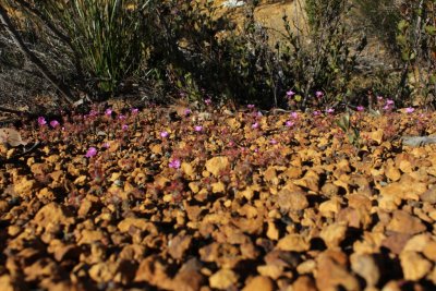 Drosera gibsonii