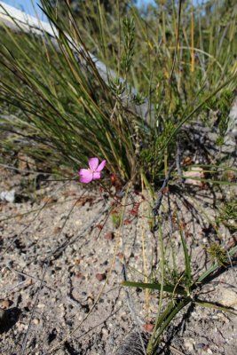  Drosera menziesii ssp.