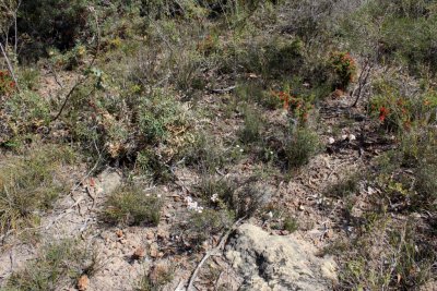 Drosera lasiantha