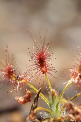 Drosera lasiantha