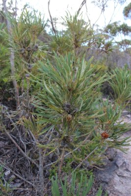 Stirling Range National Park