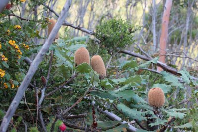 Stirling Range National Park