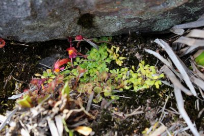 Utricularia menziesii