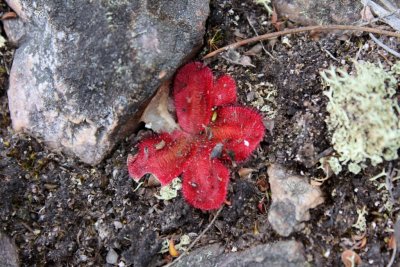 Drosera erythrorhiza ssp.