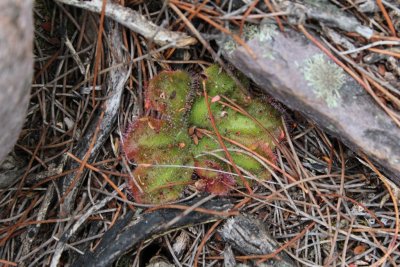 Drosera erythrorhiza ssp.