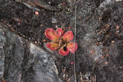 Drosera erythrorhiza ssp.