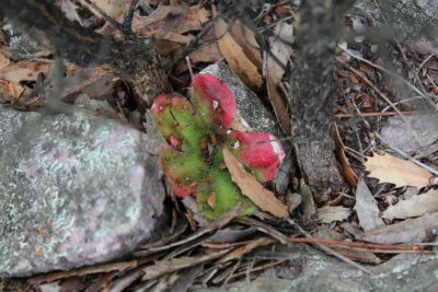 Drosera erythrorhiza ssp.