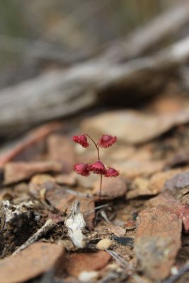 Drosera huegelii (small mountain form )