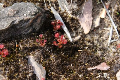 Drosera monticola