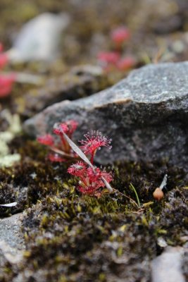 Drosera monticola