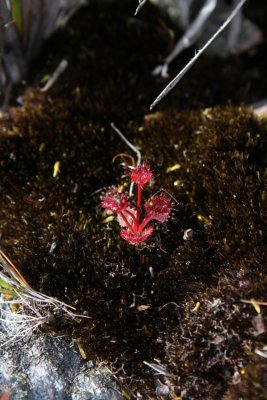 Drosera monticola