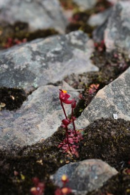 Drosera monticola