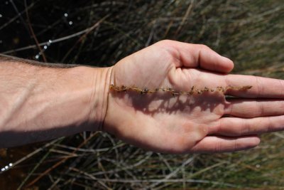 Utricularia australis