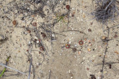 Drosera sargentii 