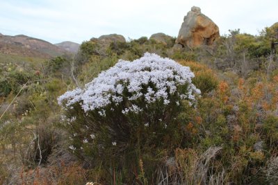 Frenchman's Peak