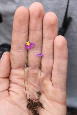 Utricularia benthamii and Utricularia violacea ( comparison )