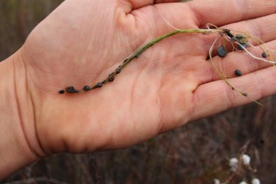 Utricularia volubilis