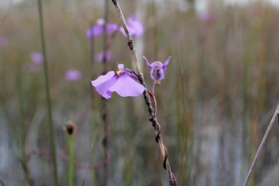 Utricularia volubilis