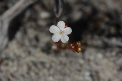 Drosera pycnoblasta