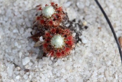 Drosera pycnoblasta