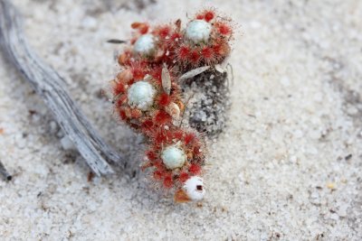 Drosera pycnoblasta