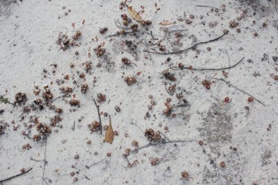 Drosera pycnoblasta