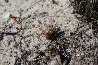 Drosera pycnoblasta