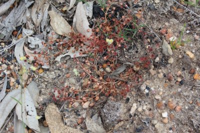 Drosera stolonifera ssp.stolonifera