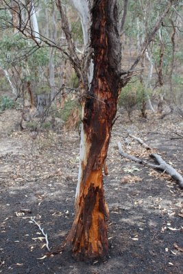 Brookton Hwy Nature Reserve