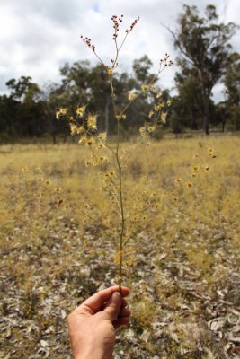 Drosera gigantea ssp. gigantea