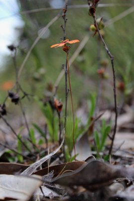 Drosera callistos ( Brookton form )