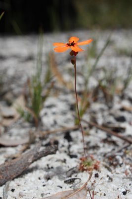 Drosera callistos ( Brookton form )