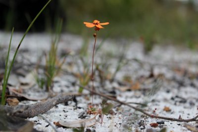 Drosera callistos ( Brookton form )