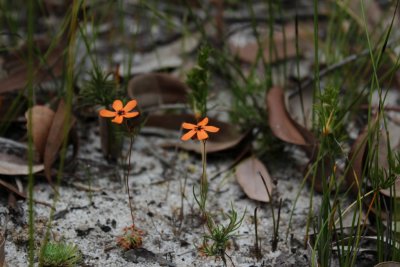 Drosera callistos ( Brookton form )