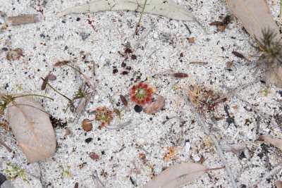 Drosera callistos ( Brookton form )