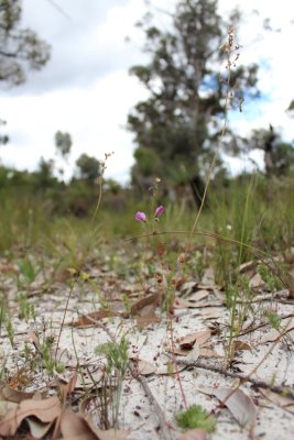 Drosera callistos ( Brookton form )